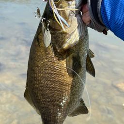 スモールマウスバス