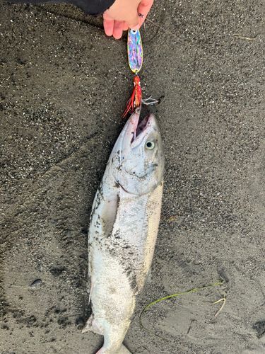 サケの釣果
