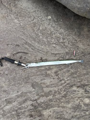 ダツの釣果