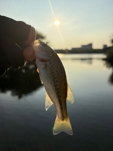淀川天野川合流