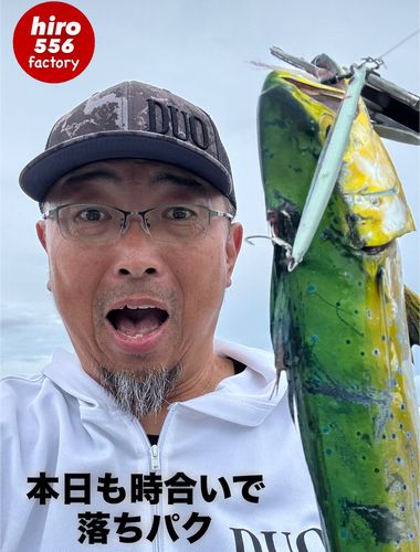 シイラの釣果