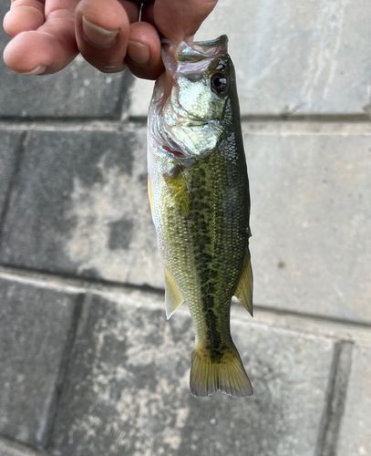 ラージマウスバスの釣果
