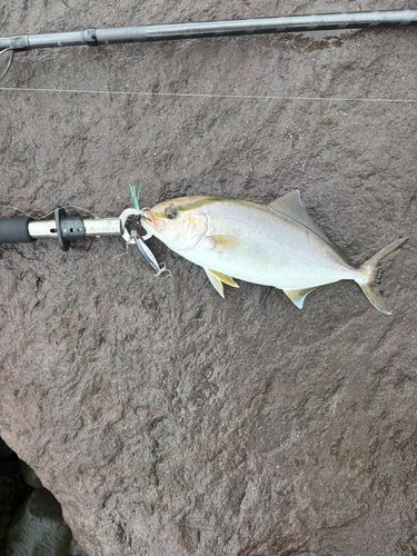 ショゴの釣果