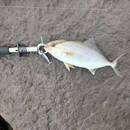 ショゴ