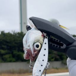 サバ