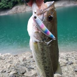 ブラックバス