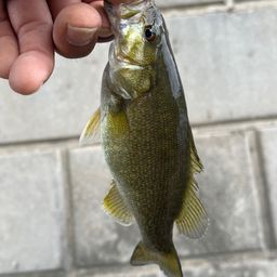 スモールマウスバス