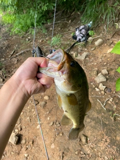 ラージマウスバスの釣果