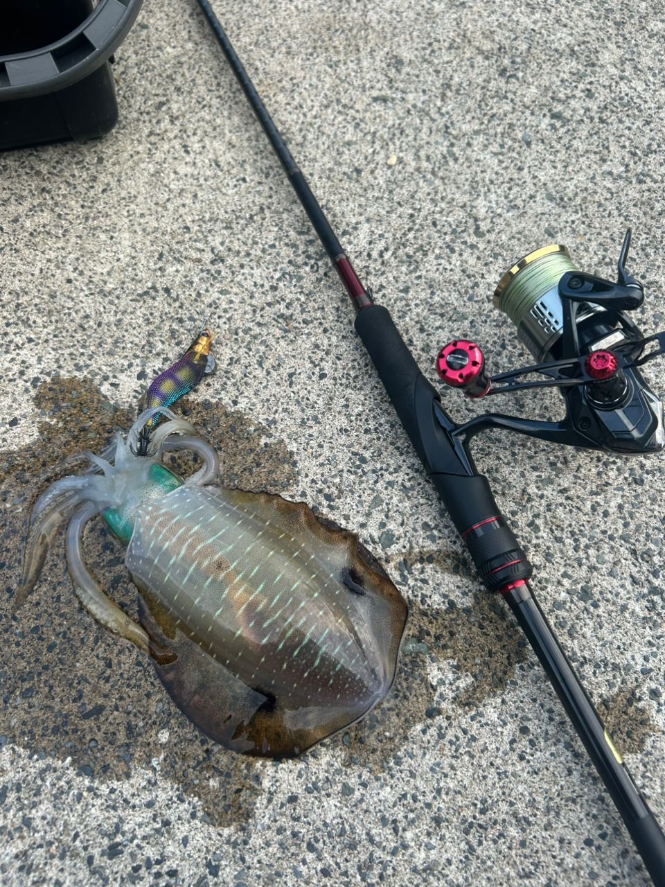 SHIMANO 21セフィア XR S83MLの最安値・インプレ・釣果 | 本音の