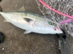 イナダの釣果