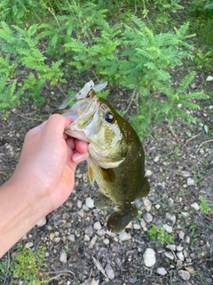 ラージマウスバスの釣果