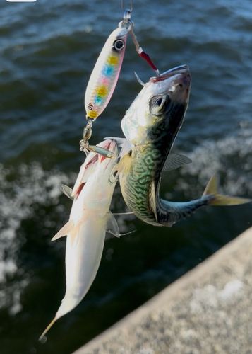 サバの釣果