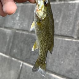 スモールマウスバス