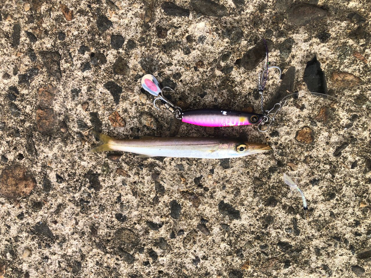 カマス