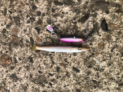 カマスの釣果
