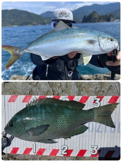 イナダの釣果