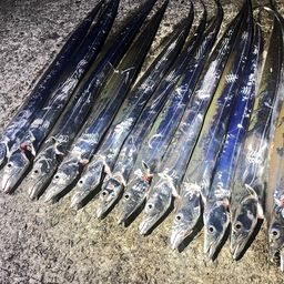 タチウオ