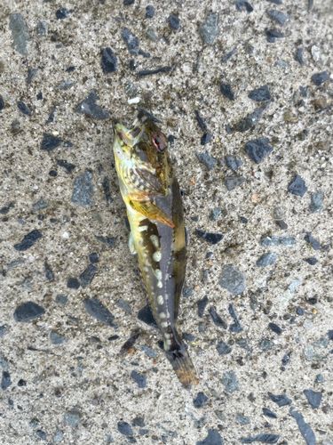 アナハゼの釣果