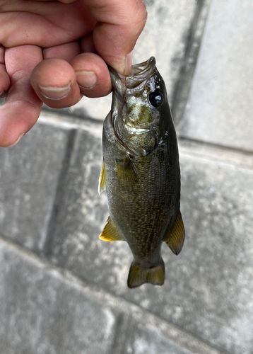 スモールマウスバスの釣果