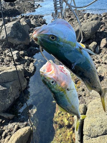 ツバスの釣果