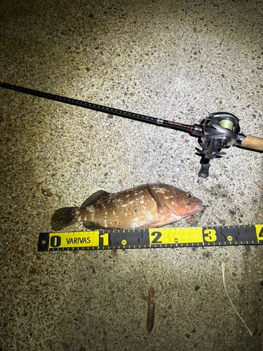 アコウの釣果