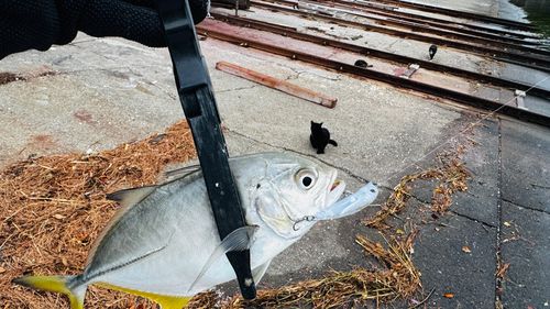 メッキの釣果
