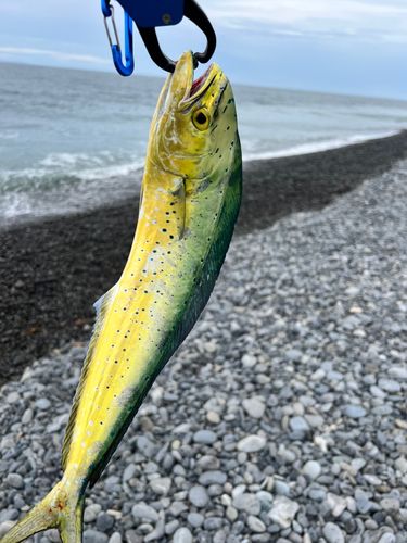 シイラの釣果