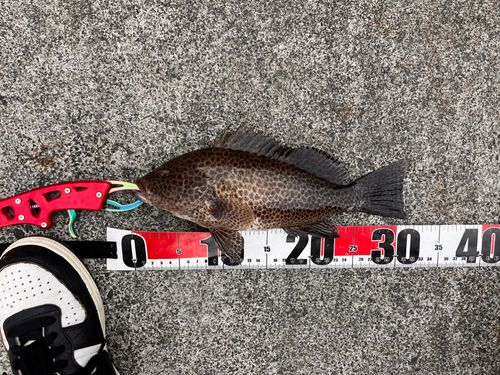 オオモンハタの釣果