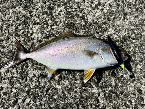 カンパチの釣果