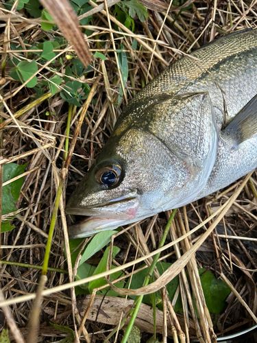スズキの釣果