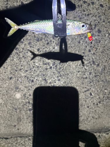 釣果