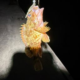 カサゴ