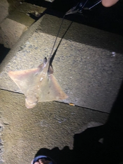 ナルトビエイの釣果