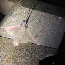 ナルトビエイ