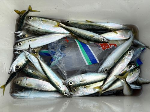 サバの釣果