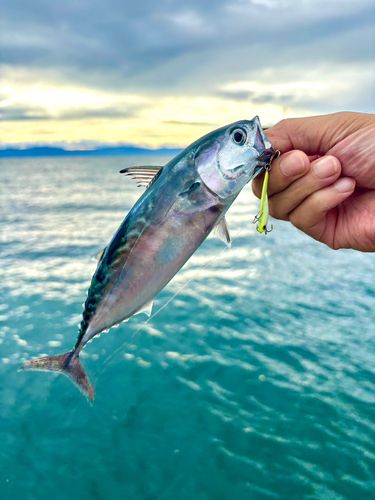 スマカツオの釣果