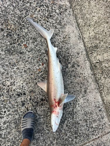 サメの釣果