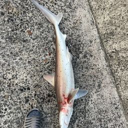 サメ