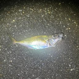 アジ