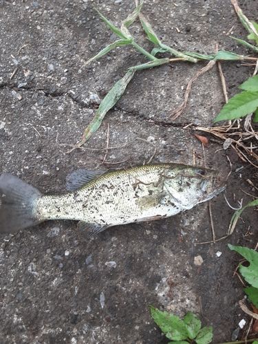 ラージマウスバスの釣果