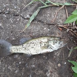 ラージマウスバス