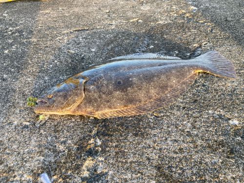 ヒラメの釣果