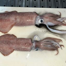 ケンサキイカ