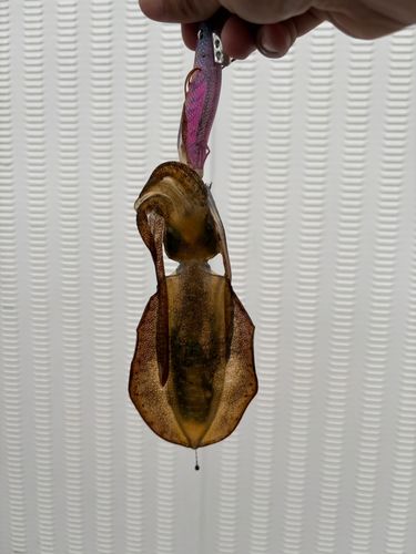 平磯海づり公園