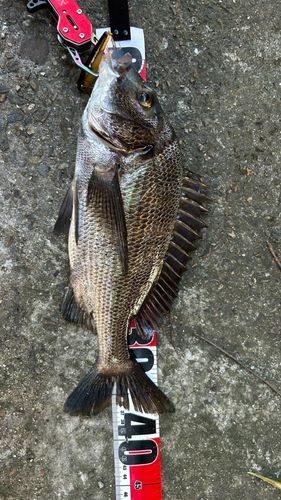 チヌの釣果