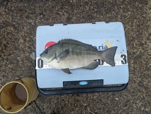 メジナの釣果