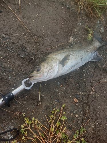 スズキの釣果
