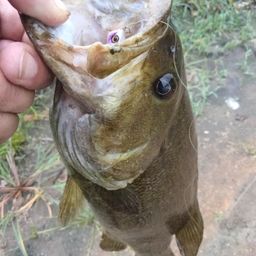 スモールマウスバス