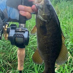 スモールマウスバス