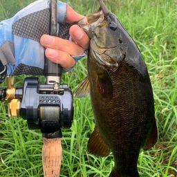 スモールマウスバス